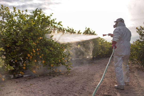 Wasp Removal Services in Lamont, CA