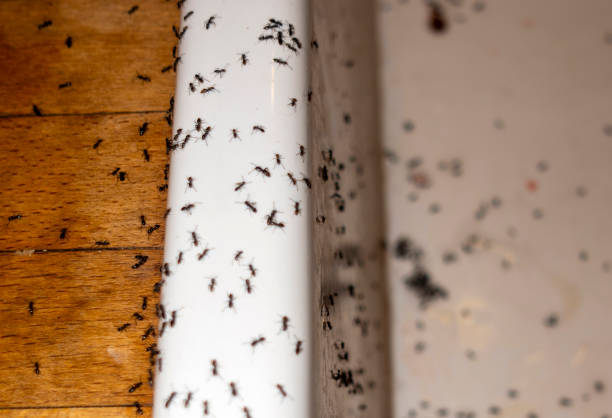 Lamont, CA Pest Control Company