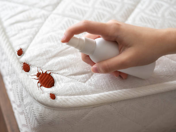 Best Pest Control Treatment  in Lamont, CA