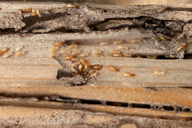 Best Local Pest Control Services  in Lamont, CA