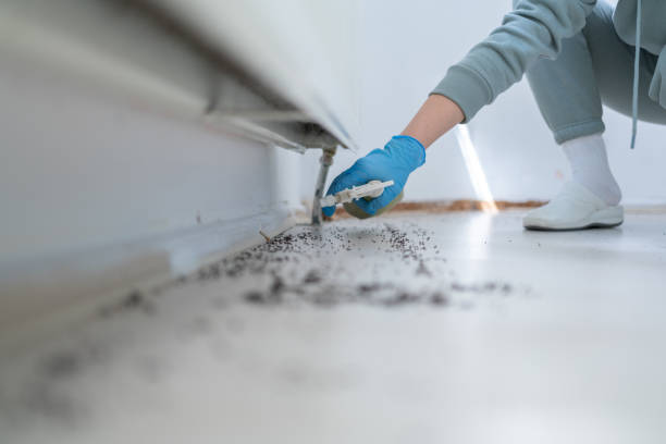 Best Wasp Removal Services  in Lamont, CA